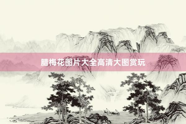 腊梅花图片大全高清大图赏玩